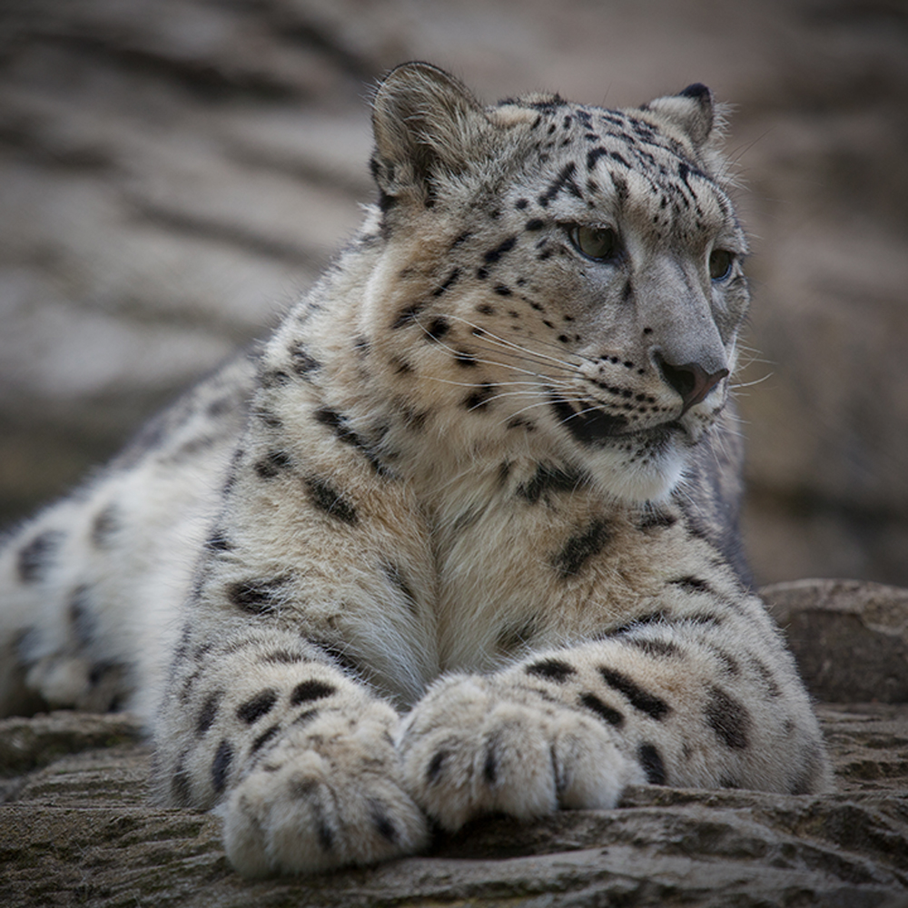 Snow Leopard - Vanishing Treasures