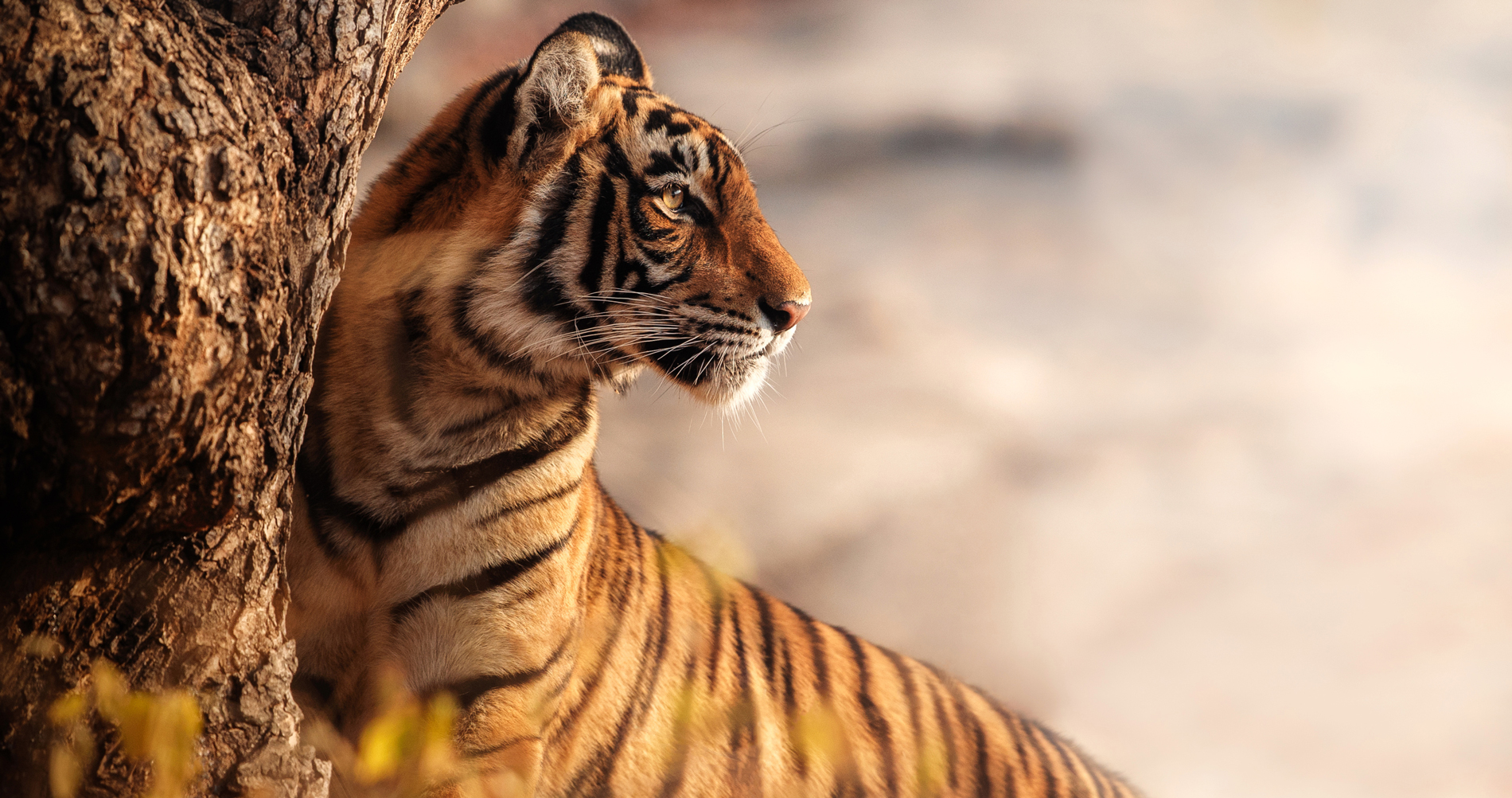Royal Bengal Tiger - Vanishing Treasures