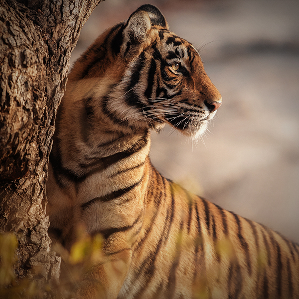 The White Bengal Tiger - Project Endangered Tigers