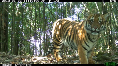 Royal Bengal Tiger - Vanishing Treasures