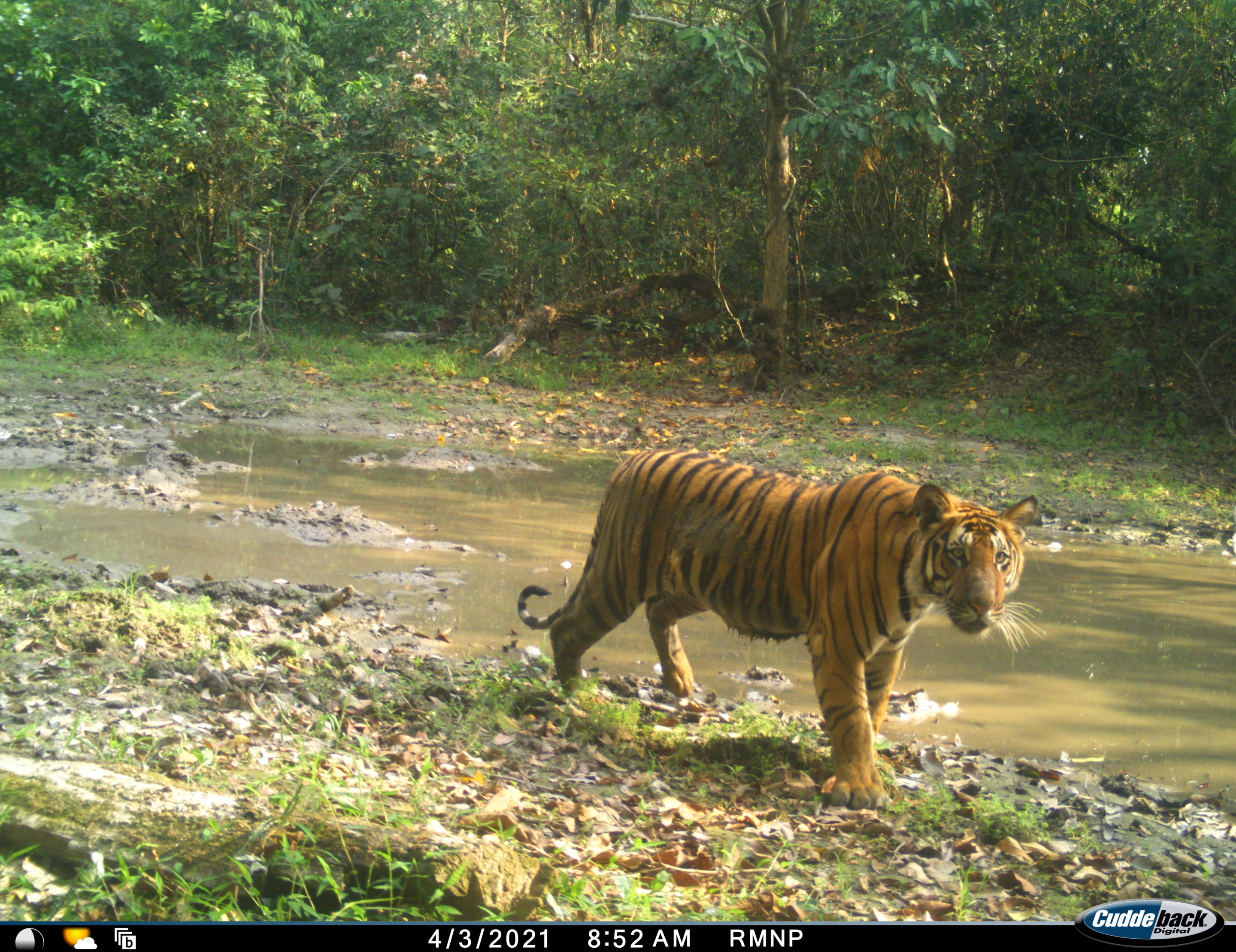 Royal Bengal Tiger - Vanishing Treasures